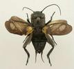 Grillon champêtre (Gryllus campestris), mâle étalé (collection).