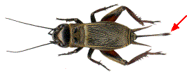 femelle de gryllus campestris