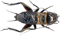 gryllus campestris, mâle
