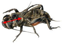 exuvie de gryllus campestris