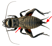 larve de gryllus campestris au stade pr&eacute;-imaginal