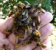 abeille (Apis mellifica), abeilles à pleine main, photo 3.