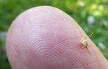abeille (Apis mellifica) , aiguillon dans mon doigt, photo 1.