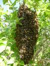 abeille (Apis mellifica), essaim, vue d'ensemble.