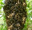 abeille (Apis mellifica), essaim, vue partielle rapprochée.