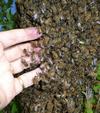 abeille (Apis mellifica), mes doigts dans l'essaim.