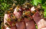 abeille (Apis mellifica), abeilles à pleine main, photo 1.