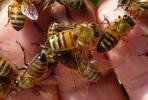 abeille (Apis mellifica), abeilles à pleine main, photo 2.