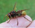 Vespa crabro (frelon) en main, photo 4