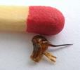 frelon (Vespa crabro), aiguillon  isolé avec allumette étalon.