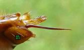 frelon (Vespa crabro), aiguillon sur le vif.