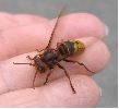 Vespa crabro (frelon) en main, photo 1