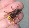 Vespa crabro (frelon) en main, photo 2