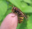 Vespa crabro (frelon) sur doigt, photo 1