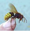 Vespa crabro (frelon) sur doigt photo 2
