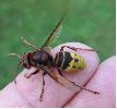Vespa crabro (frelon) en main, photo 3