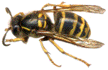 Dolichovespula media