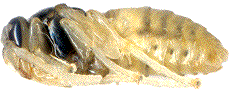nymphe plus âgée