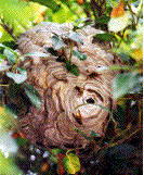 nid de Dolichovespula media