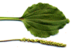 grand plantain
