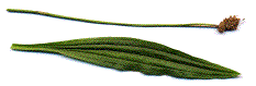 plantain lancéolé
