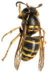 Dolichovespula media