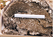 gu&ecirc;pes: tr&egrave;s gros nid souterrain