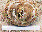 gu&ecirc;pes: gros nid avec strates intactes