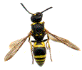 Odynère sp.