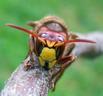 portrait de frelon