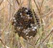 grand nid de polistes