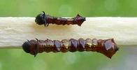 Harpie ou Dragon (Harpyia milhauseri), comparaison entre début et fin de stade 1, photo 2.