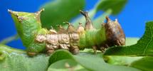 Harpie ou Dragon (Harpyia milhauseri) chenille stade 4, photo 4.