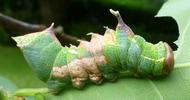 Harpie ou Dragon (Harpyia milhauseri) chenille en fin de stade 5, photo 2.