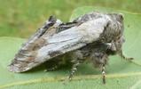 Harpie ou Dragon (Harpyia milhauseri) adulte, photo 3.