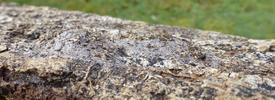 arpie ou Dragon (Harpyia milhauseri), cocons, photo 5.