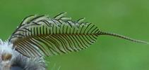 Harpie ou Dragon (Harpyia milhauseri) , antenne mâle (détail)