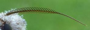 Harpie ou Dragon (Harpyia milhauseri) , antenne femelle (détail)