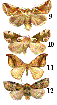 quelque espèces de drepanidae