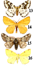 quelques espèces de geometridae