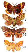 quelques espèces de lasiocampidae