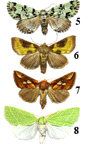 quelques espèces de noctuidae