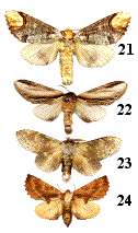 quelques espèces de notodontidae