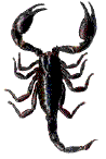 scorpion noir (Mexique)