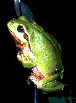 Rainette verte (Hyla arborea)