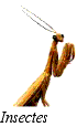 insectes