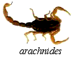 arachnides