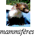 mammif&egrave;res
