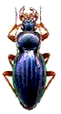 Carabe (Carabus auratus ventouxensis)