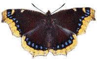 Morio (Euvanessa antiopa)